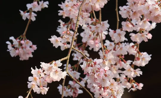 pexels-photo-9119369