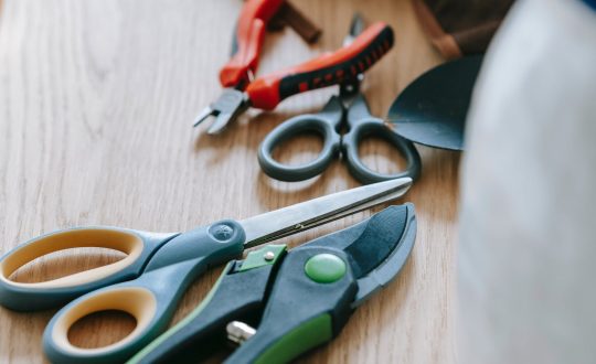 tgliare i rami secchi