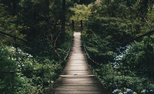 pexels-hikaique-775201